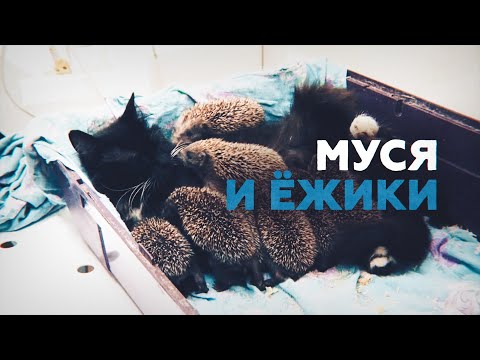 Сериал про говорящую машину кит и его водителя майкла