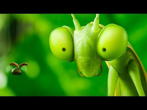 Букашки мультик все серии подряд смотреть