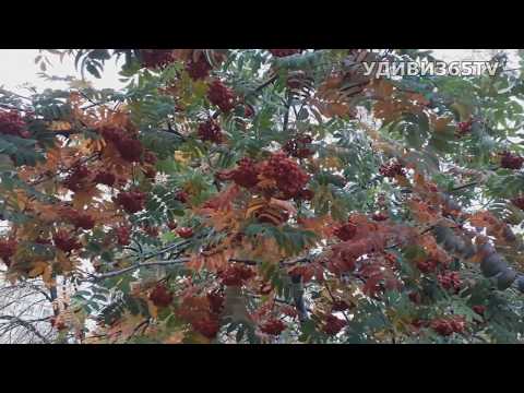 Гроздья рябины алые все серии