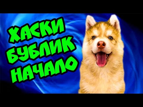 Мистер булл 1 сезон 1 серия