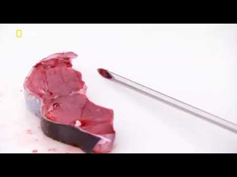 Дикий тунец 2 сезон 4 серия