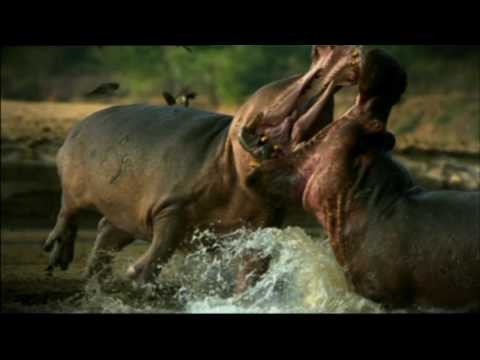 Сериал bbc жизнь bbc