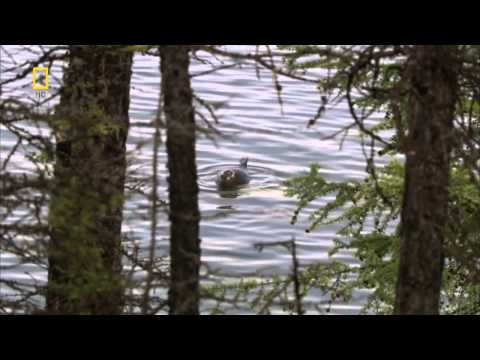 Дикая природа россии сериал