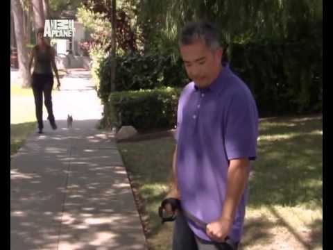 Цезарь милан переводчик с собачьего все серии онлайн