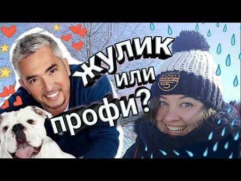 Переводчик с собачьего с цезарем миланом 1 сезон все серии