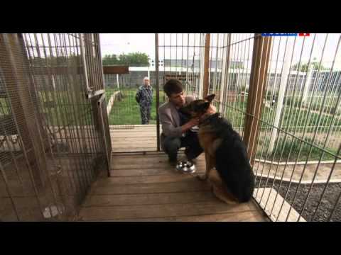 Смотреть лорд пес полицейский все серии