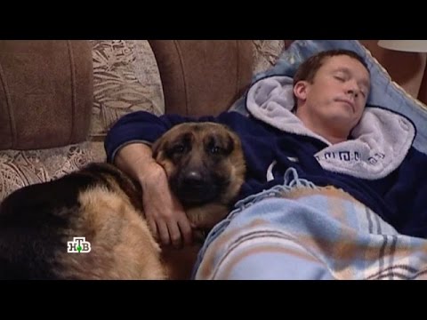 Смотреть онлайн бесплатно сериал возвращение мухтара 4 сезон бесплатно