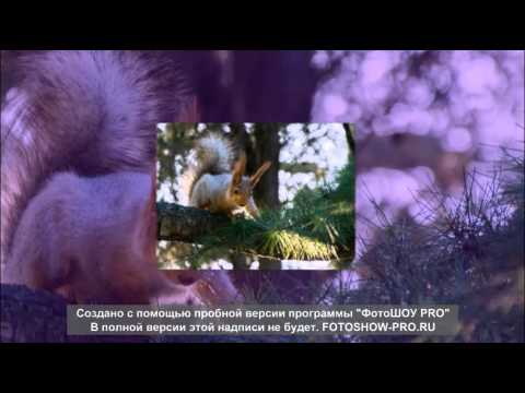 Серия поэтический класс стихи об осени