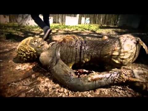 Смотреть сериал изумрудный город 1 сезон 4 серия смотреть онлайн