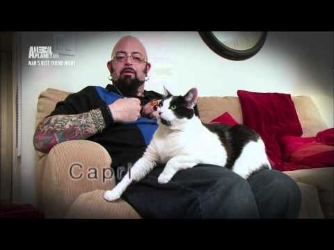 Смотреть онлайн сериал адская кошка